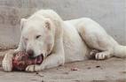 KangaL.jpg